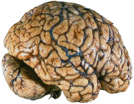 Brain